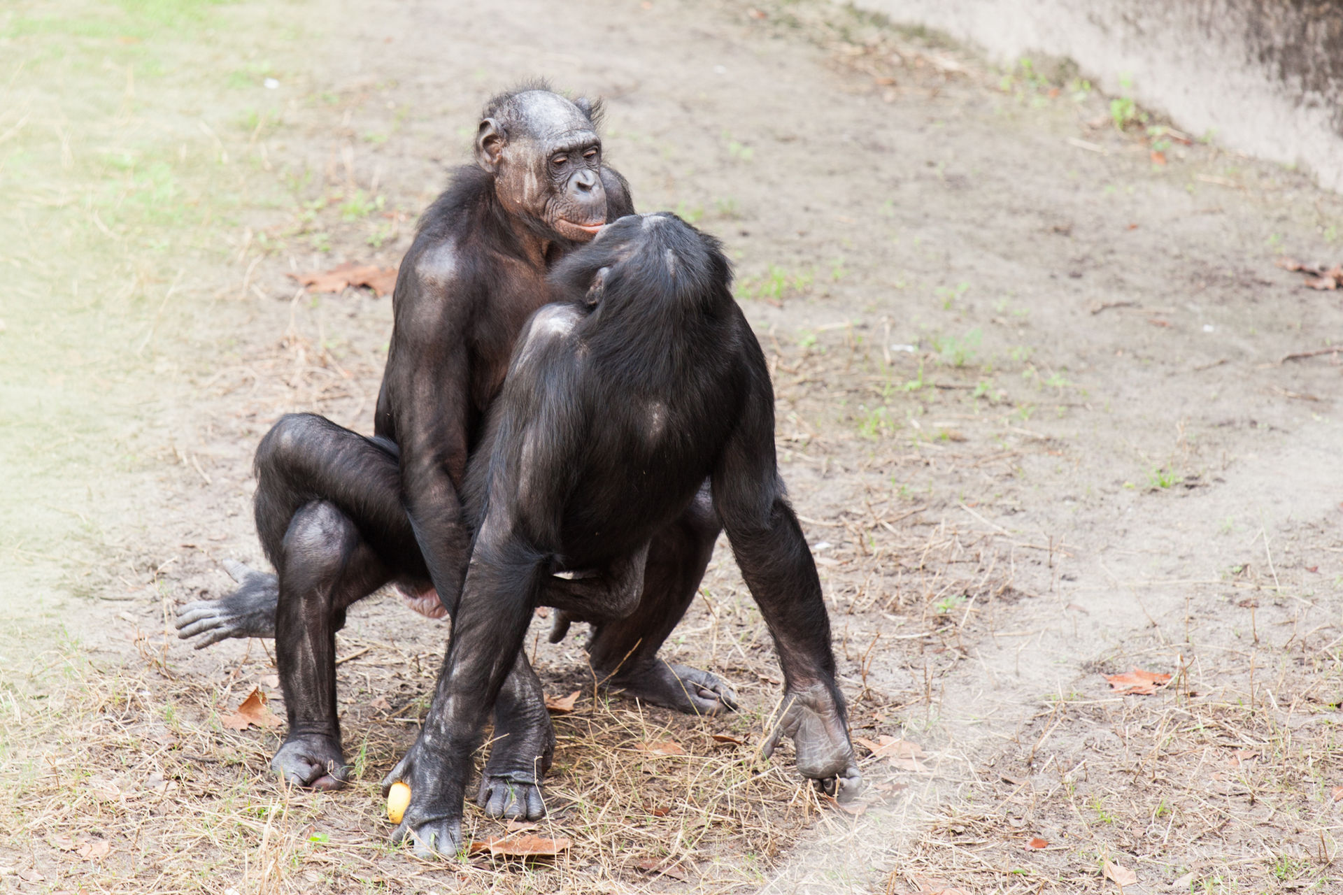 chimpanzee-sex-video