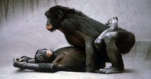 bonobo_sex_1
