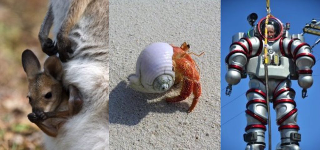 Воплощение плоти во плоть